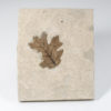 Oak leaf &#8211; Quercus stellata, The Natural Canvas