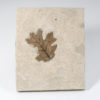 Oak leaf - Quercus stellata - Image 2