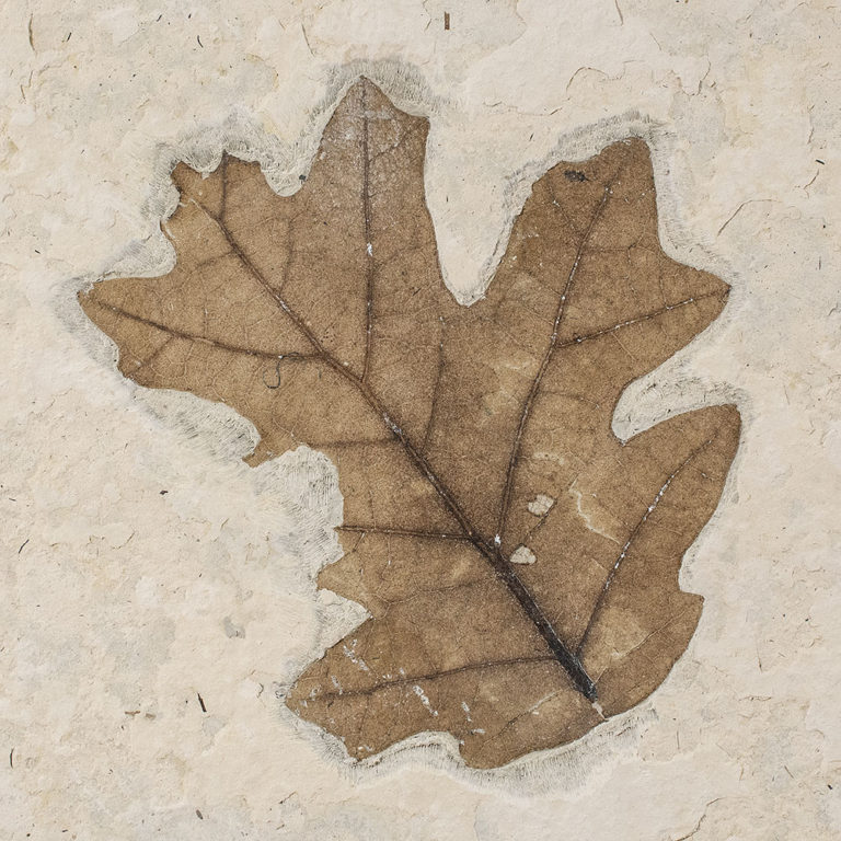 Oak leaf - Quercus stellata