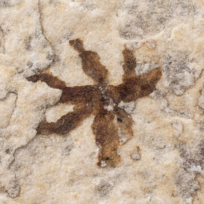 Lygodium fruiting organ