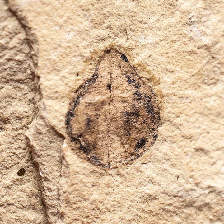 Fossil seed &#8211; Carpolithus sp., The Natural Canvas