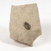 Fossil seed - Carpolithus sp. - Image 2
