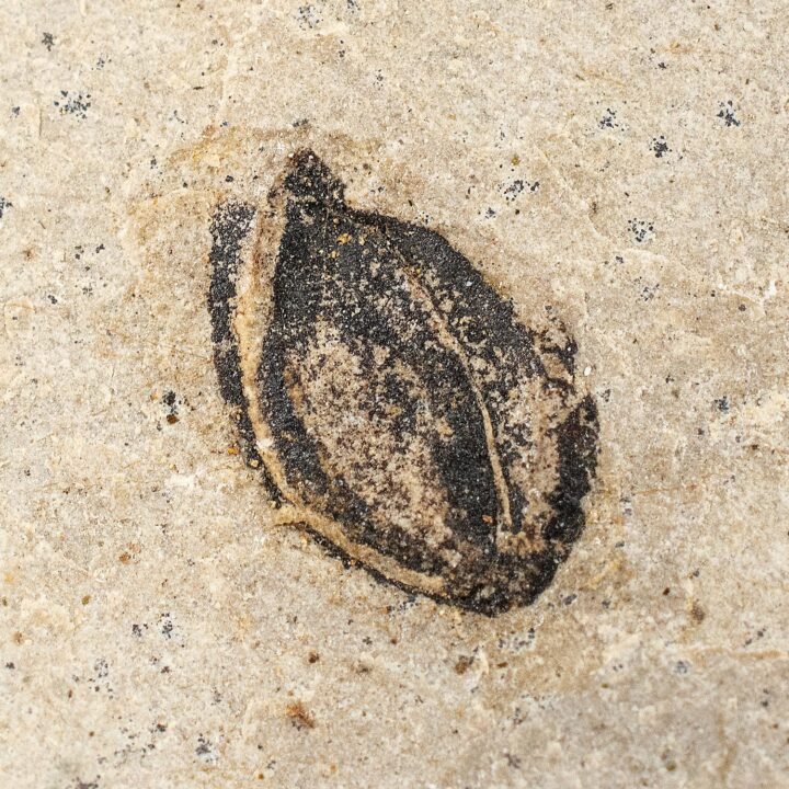 Fossil seed &#8211; Carpolithus sp., The Natural Canvas