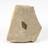 Fossil seed - Carpolithus sp. - Image 2