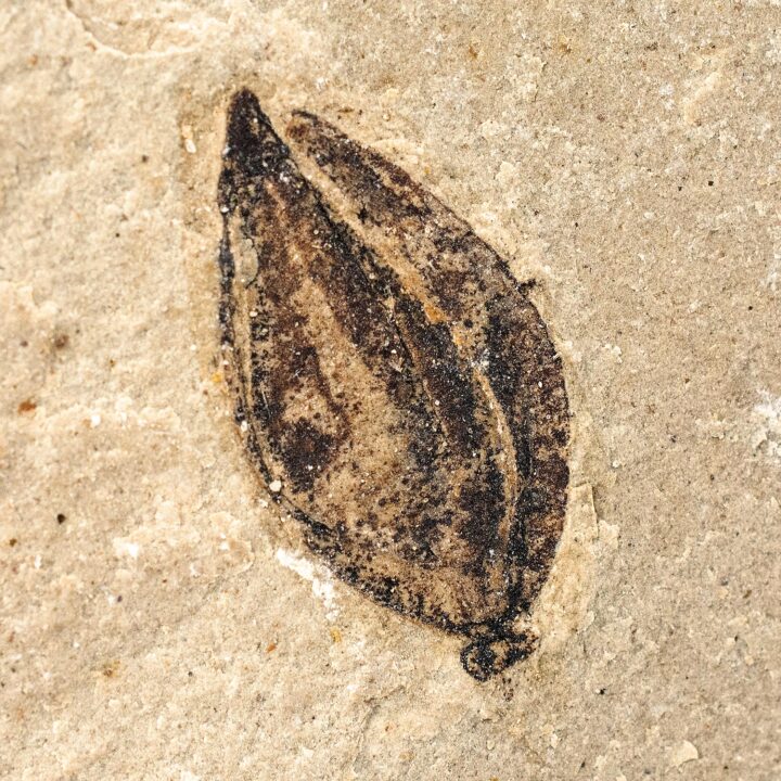 Fossil seed &#8211; Carpolithus sp., The Natural Canvas