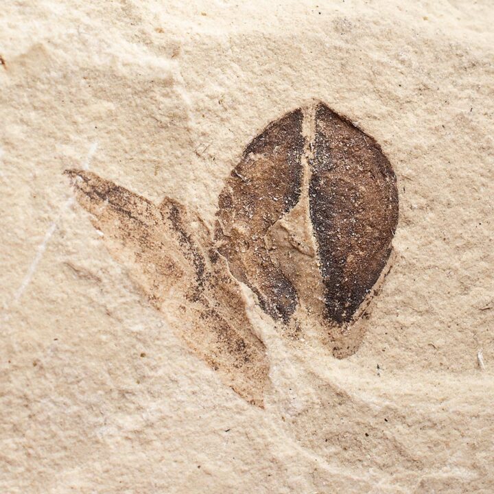 Fossil seed &#8211; Carpolithus sp., The Natural Canvas