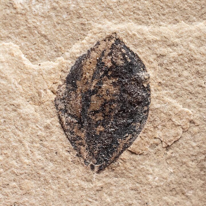 Fossil seed &#8211; Carpolithus sp., The Natural Canvas