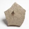 Fossil nut &#8211; Carpolithus sp., The Natural Canvas