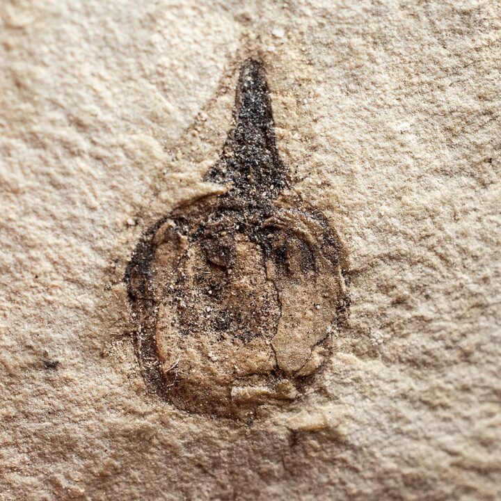 Fossil nut &#8211; Carpolithus sp., The Natural Canvas