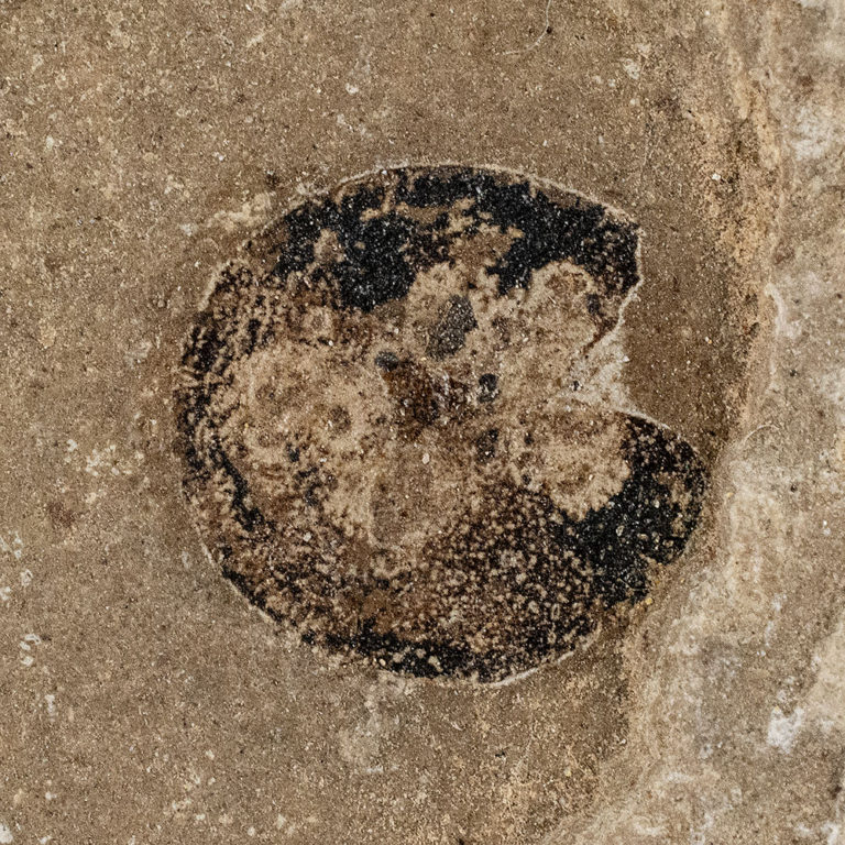 Fossil seed &#8211; Carpolithus sp., The Natural Canvas