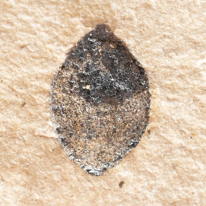 Fossil seed &#8211; Carpolithus sp., The Natural Canvas