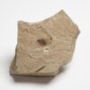 Green River Fossil seed - Carpolithus sp. - Image 2