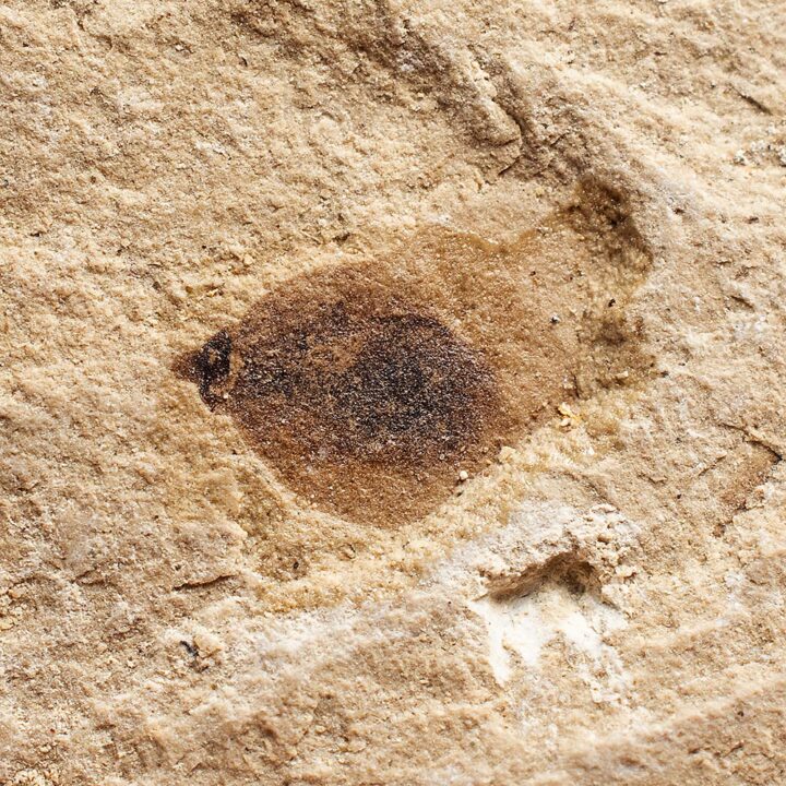 Green River Fossil seed - Carpolithus sp.