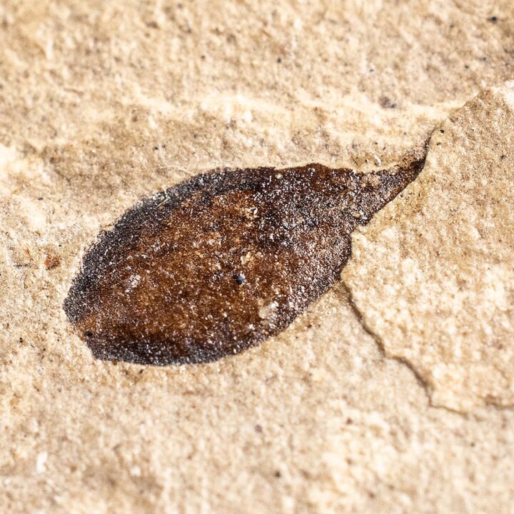 Fossil seed - Carpolithus sp.