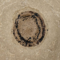 Fossil seed - Carpolithus sp.