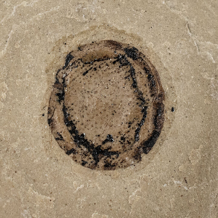 Fossil seed - Carpolithus sp.