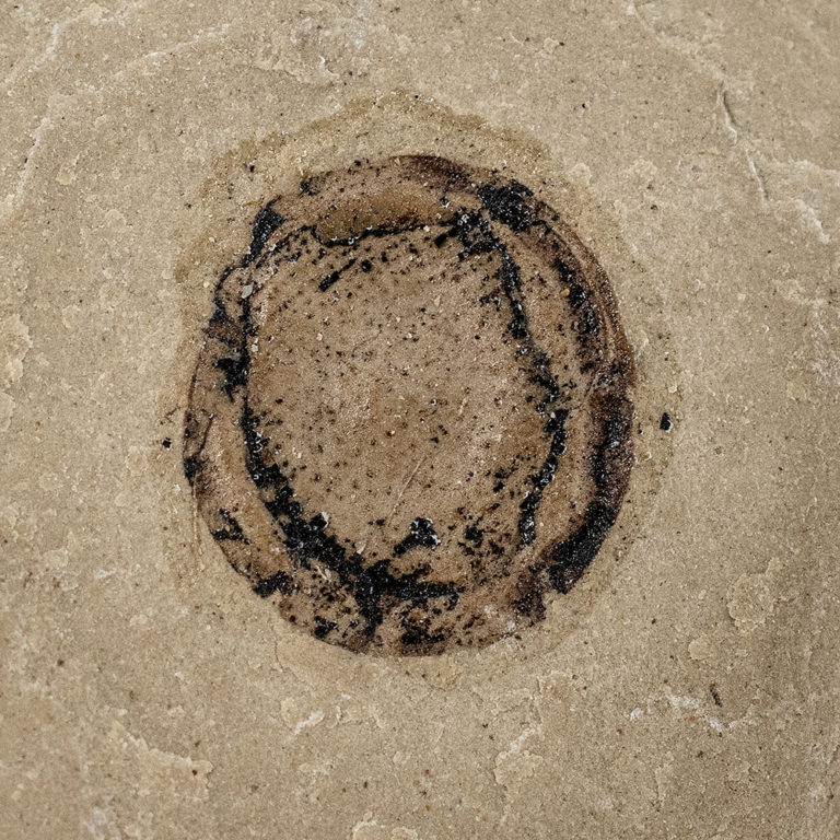 Fossil seed &#8211; Carpolithus sp., The Natural Canvas