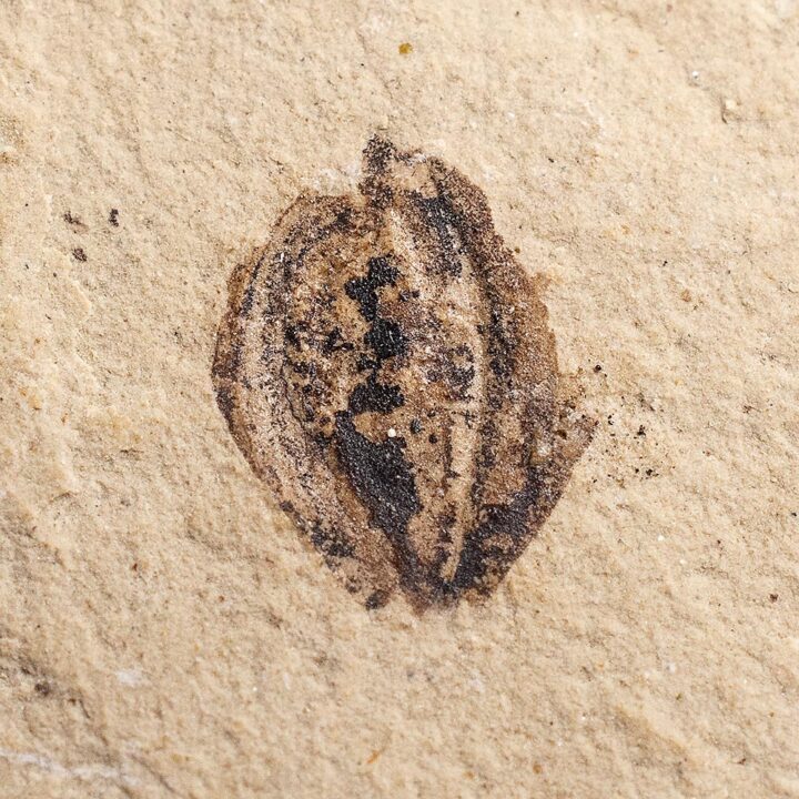Eocene Fossil Seed &#8211; Carpolithus sp., The Natural Canvas