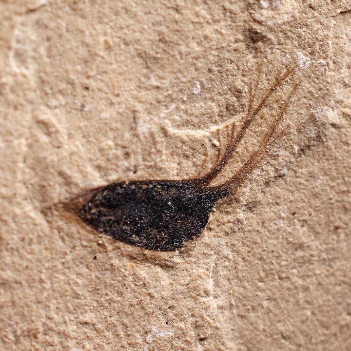 Germinating seed &#8211; Carpolithus sp., The Natural Canvas