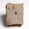 Eocene Fossil Seed - Carpolithus sp. - Image 2