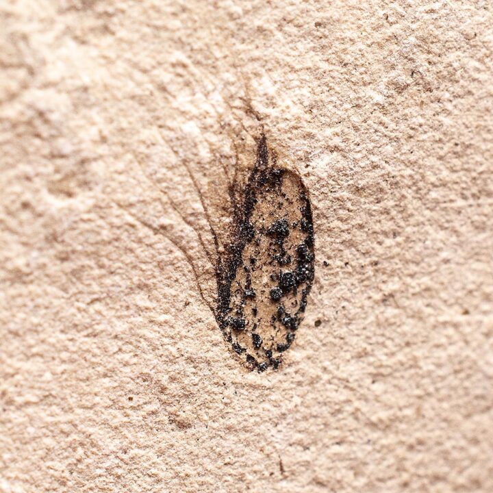 Eocene Fossil Seed - Carpolithus sp.