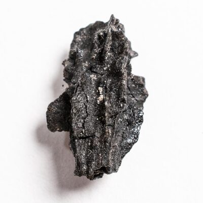 Miocene Fruit - Durania ehrenbergii