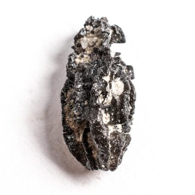 Miocene Fruit - Durania ehrenbergii