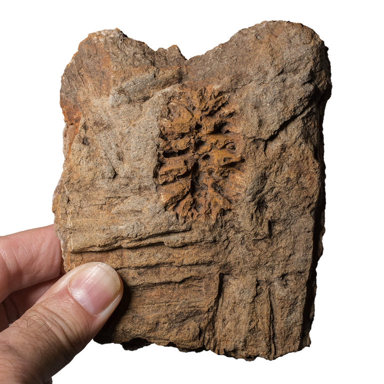 Cretaceous Metasequoia sp. Cone