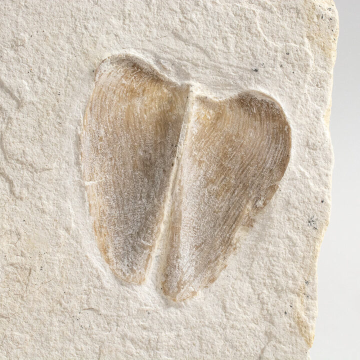 Ammonite "hood" - Lamellaptychus