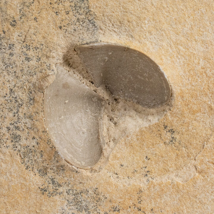 Ammonite "hood" - Laevaptychus