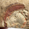 Ordovician Worm &#8211; Palaeoscolex, The Natural Canvas