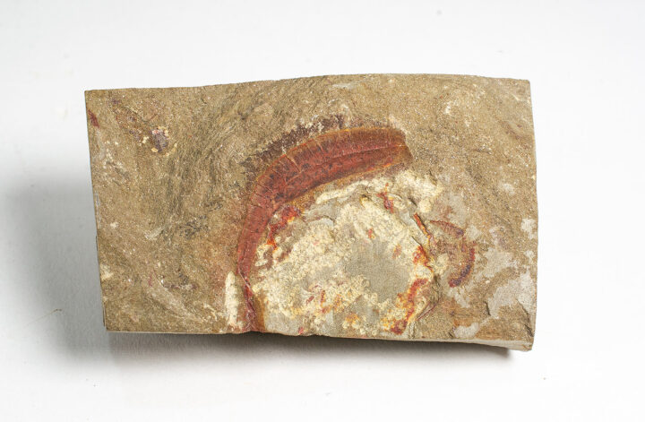 Ordovician Worm &#8211; Palaeoscolex, The Natural Canvas