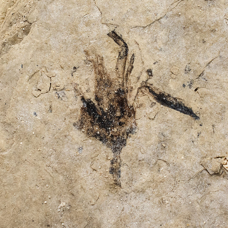 Flower and Mosquito from Texas &#8211; Culex sp., The Natural Canvas