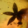 Flower in Cretaceous Amber &#8211; Tropidogyne pikei, The Natural Canvas