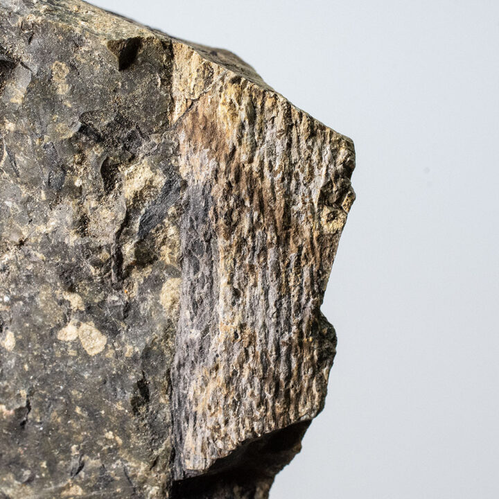 Devonian lycopod - Lepidodendropsis sp.