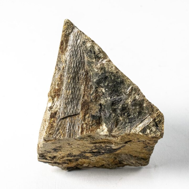 Devonian lycopod from Ukraine - Lepidodendropsis