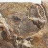 Huge Precambrian animal &#8211; Andiva ivantsovi, The Natural Canvas