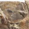 Huge Precambrian animal - Andiva ivantsovi - Image 2