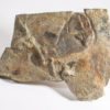 Huge Precambrian animal - Andiva ivantsovi - Image 3