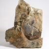 Huge Precambrian animal - Andiva ivantsovi - Image 4