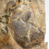 Huge Precambrian animal - Andiva ivantsovi - Image 5