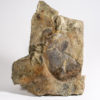 Huge Precambrian animal - Andiva ivantsovi - Image 6