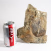 Huge Precambrian animal - Andiva ivantsovi - Image 8