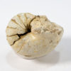 Rare Eocene nautiloid - Eutrephoceras carolinensis - Image 2