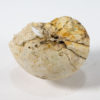 Rare Eocene nautiloid - Eutrephoceras carolinensis - Image 3