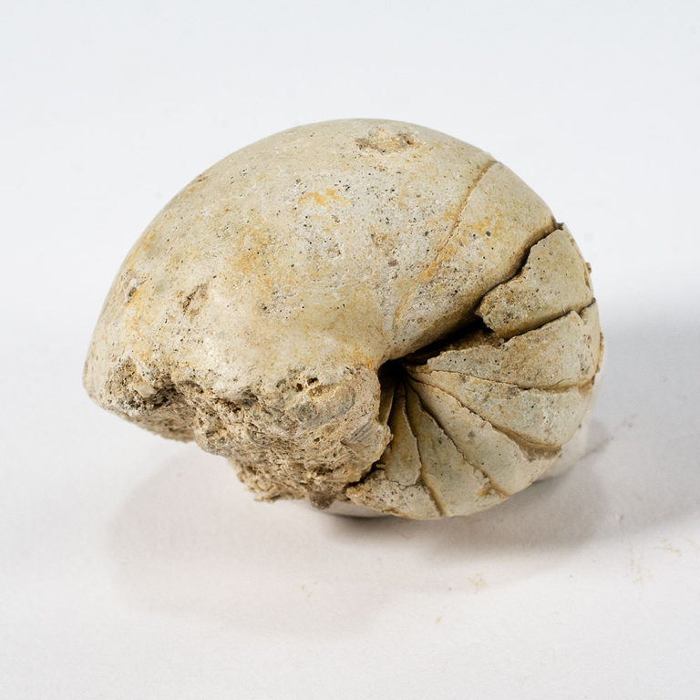 Rare Eocene nautiloid - Eutrephoceras carolinensis