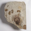 Jurassic "Flower" - Williamsonia sp. - Image 2