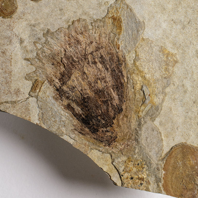 Jurassic "Flower" - Williamsonia sp.
