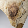 Jurassic "Flower" - Williamsonia sp. - Image 3