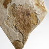 Williamsonia sp. - Jurassic "Flower" - Image 2